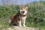 CHIEN FINNOIS DE LAPONIE 033